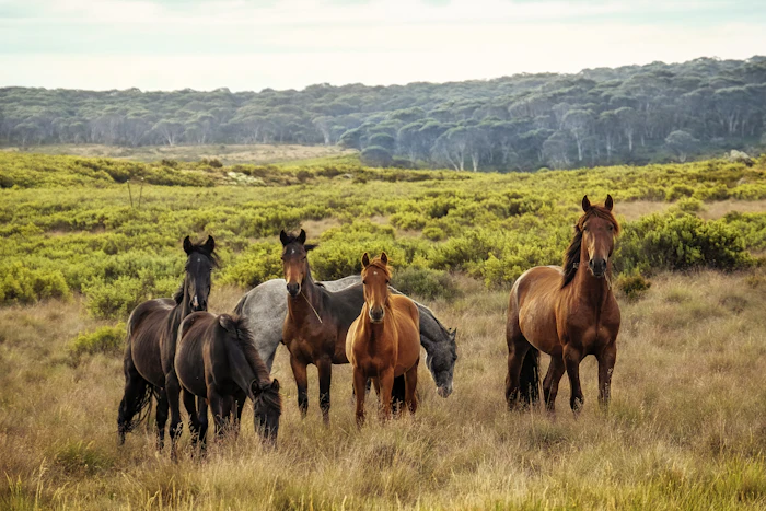 Chevaux dans une prairie à la lisière d'une forêt